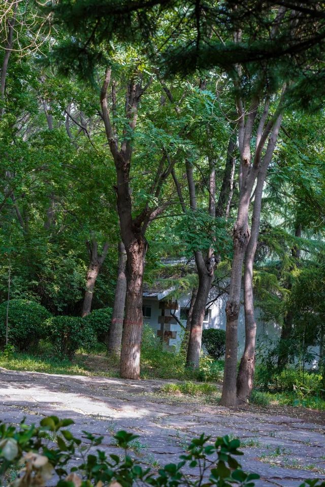 石家莊市區的森林!|藏在二環內的綠野仙蹤! 石家莊市區的森林!|藏在二環內的綠野仙蹤!