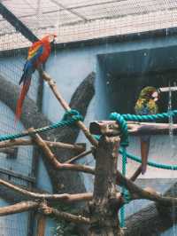 春天就應該去動物園逛逛！上海動物園已經更上一層樓喇