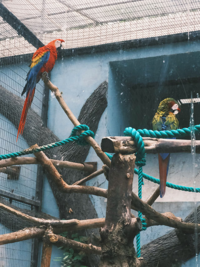 春天就應該去動物園逛逛！上海動物園已經更上一層樓喇