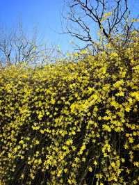Ancient city wall blossom 