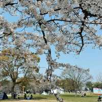 🌸日本福岡櫻花季--舞鶴公園🌸