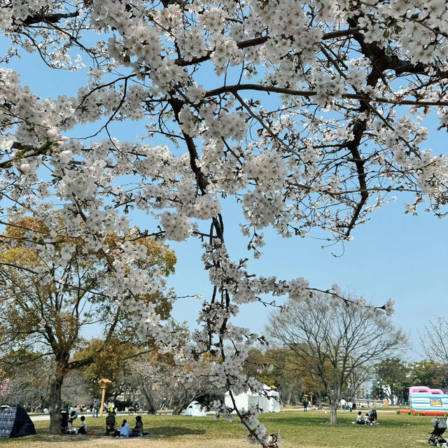 🌸日本福岡櫻花季--舞鶴公園🌸
