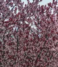 牟山濕地公園：大自然嘅詩意篇章