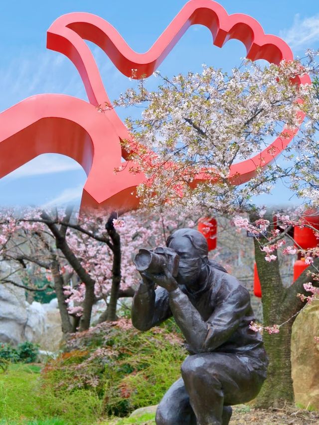 櫻花開了