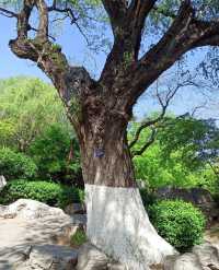 實錘！大明湖的「視覺欺騙」：網紅濾鏡下的真實面目曝光