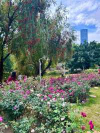 深圳人民公園 | 莫奈秘境花園🫧春日氣氛感  這是深圳市內最早的公園之一，安靜人少，閒暇時來這