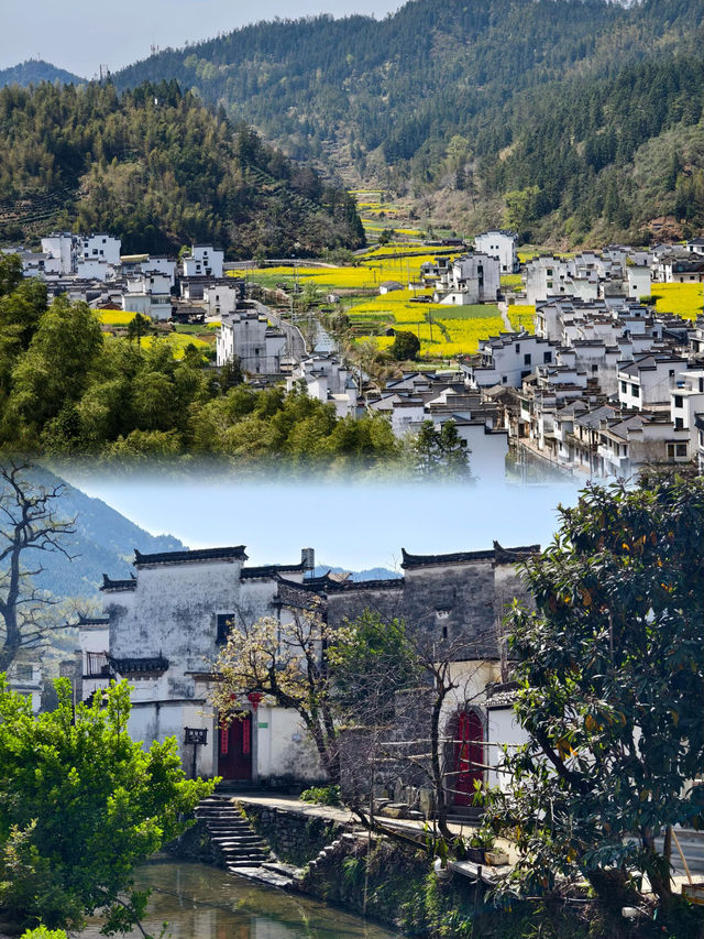 婺源|中國最美鄉村,春天像打翻了調色盤! 婺源|中國最美鄉村,春天像打翻了調色盤!