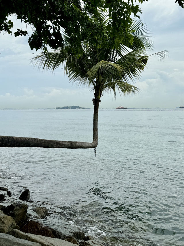 🇸🇬新加坡亞洲大陸最南端 | 直角椰子樹🌴✨