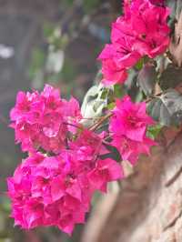 廈門·鼓浪嶼4月賞花攻略