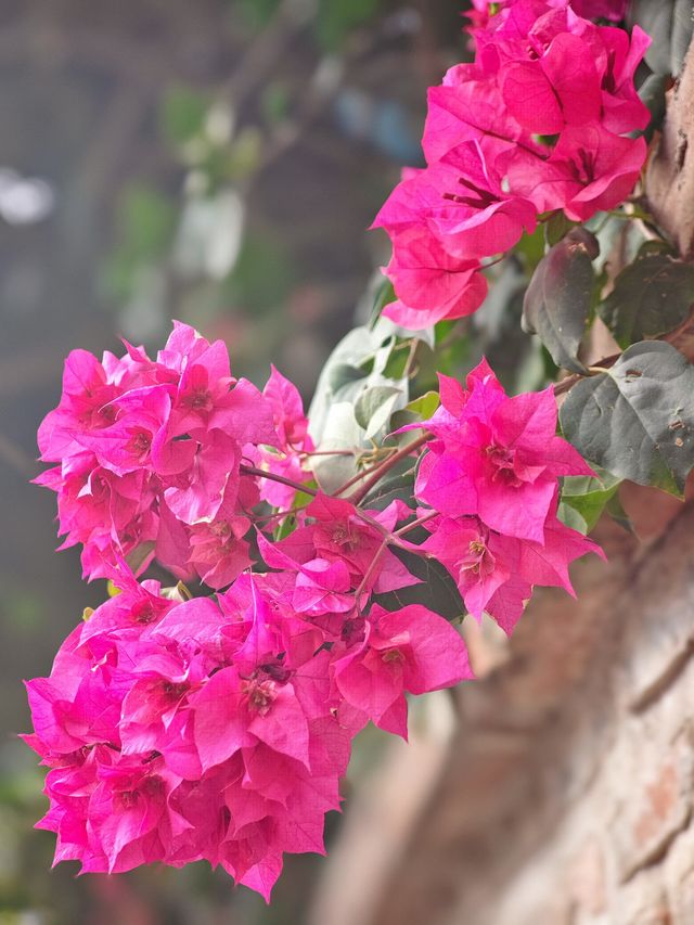 廈門·鼓浪嶼4月賞花攻略