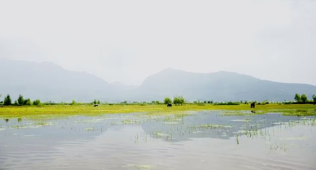 拉市海泛舟，看水上草原白雲蒼狗