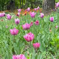  🌷首爾林春日限定浪漫｜鬱金香花海最後倒計時！附避坑拍照攻略 
