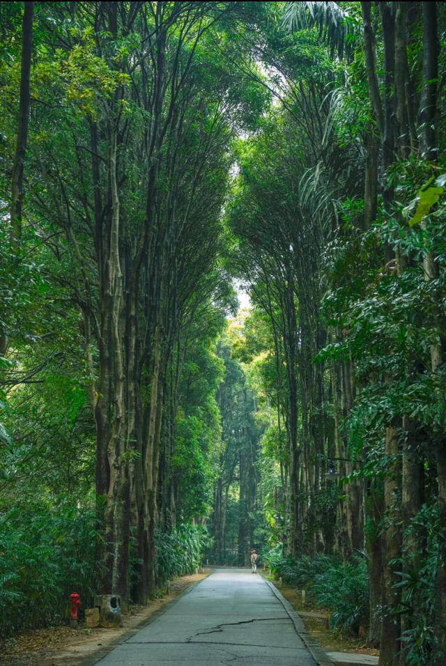 雨天的華南植物園就是送給i人的禮物