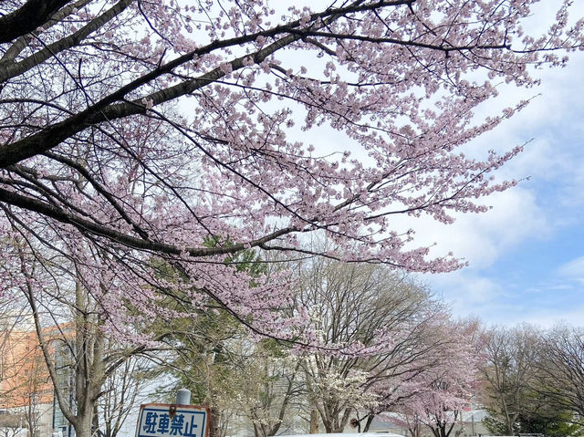 🌸🌸🌸北海道大學的櫻花，簡直美到犯規！