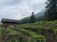 賀州姑婆山吸氧攻略