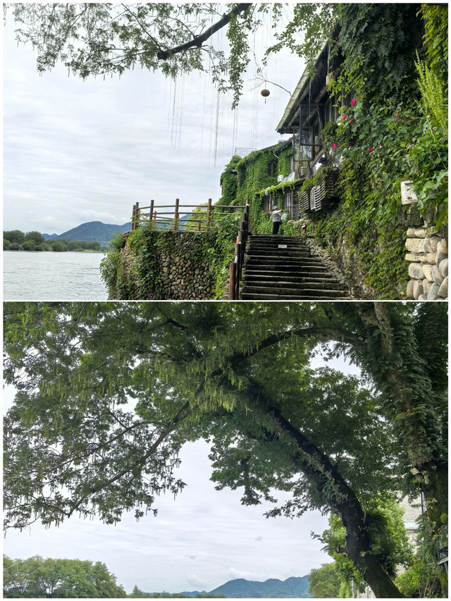 剛從麗水回來，說點難聽的大實話