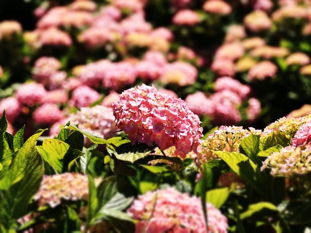 2025年5月12日嘅繡球花海～貴陽周邊遊