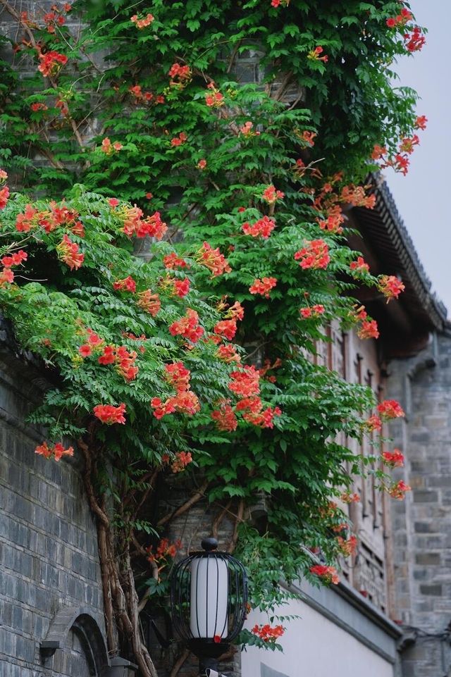 南京老門東｜清晨6點，凌霄花盛開的雨巷