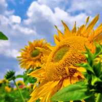 沒有向日葵花海的夏天是不完整的🌻！
