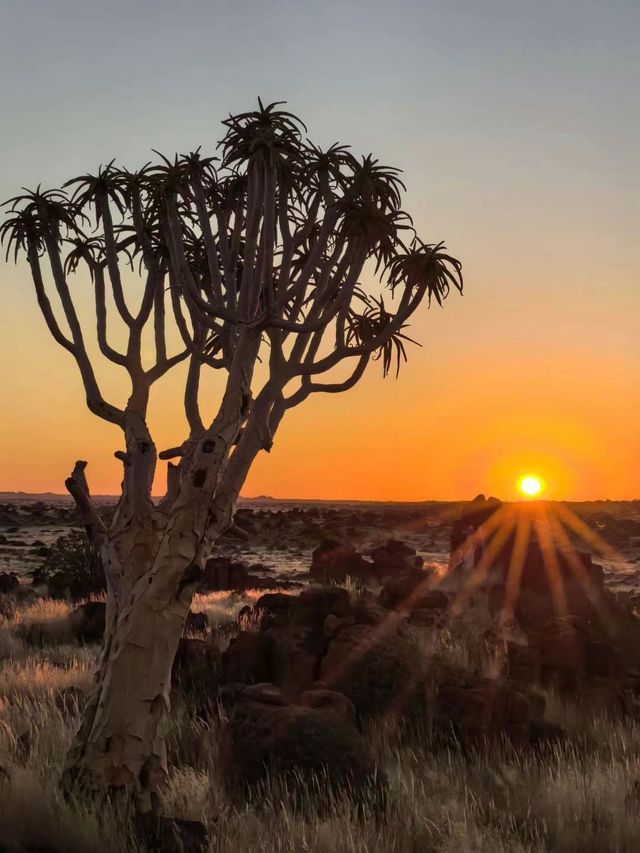 跟團實錄｜夕陽下的箭袋樹獨有的使命感