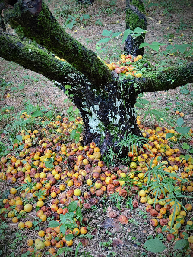 西溪煙雨後：濕地嘅朦朧水墨技法，濕地植物嘅棱鏡折射藝術