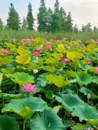 江浙滬周邊遊｜被嚴重低估嘅避暑小城！26℃嘅江南秘境太絕了！