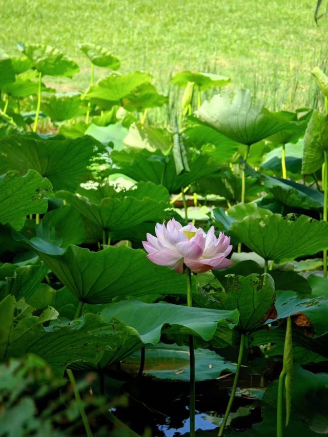 昆山也有小洱海水之韵公園攻略