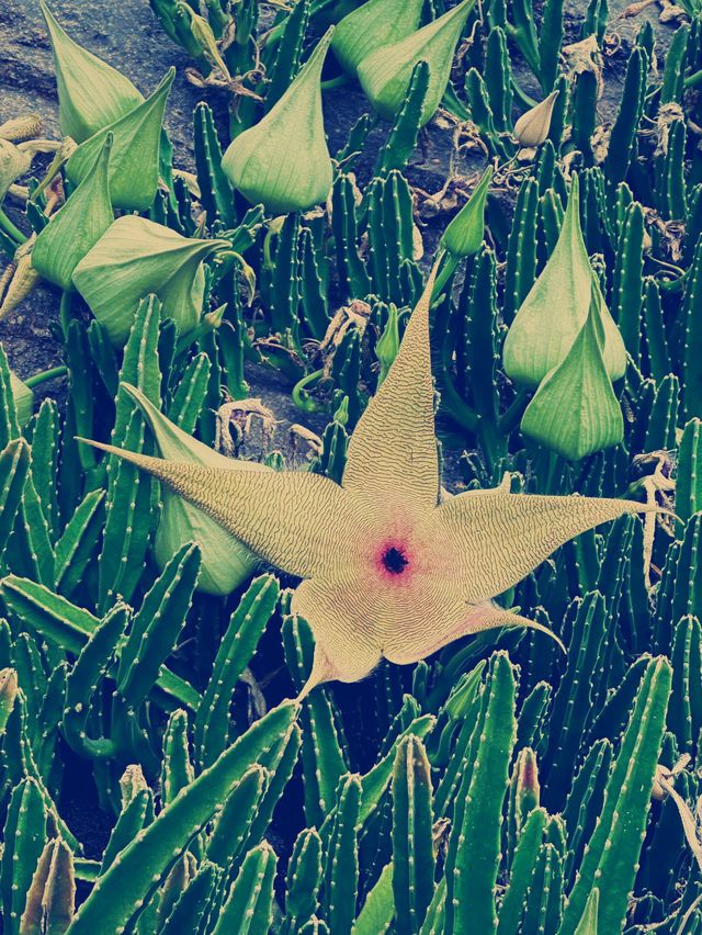 タイトル：「緑の楽園！厦門植物園の魅力とおすすめガイド」​​