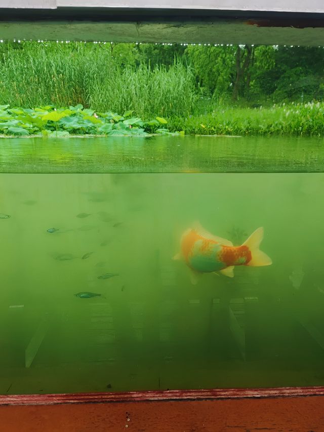 虎丘濕地頂流 雨後睡蓮，莫內油畫感