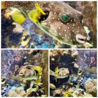 🌊那霸兩大水族館：熱帶魚與巨鯨的雙重驚喜