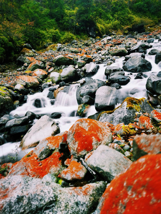不翻山不高反這裡的彩林不輸川西