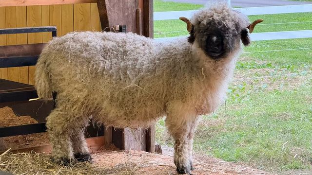 秋意漸濃的八幡平高原~ 秋意漸濃的八幡平高原~