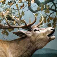 🦌 Helsinki Natural History Museum – Life-Like Animals in Every Corner