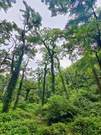 泰安｜泰山東御道出發，風景從不是終點