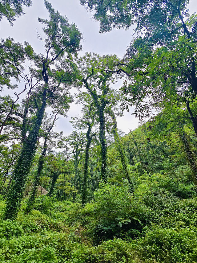 泰安｜泰山東御道出發，風景從不是終點