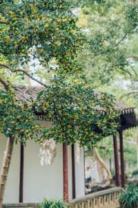 降溫了！我開始期待滄浪亭的桂花花窗……