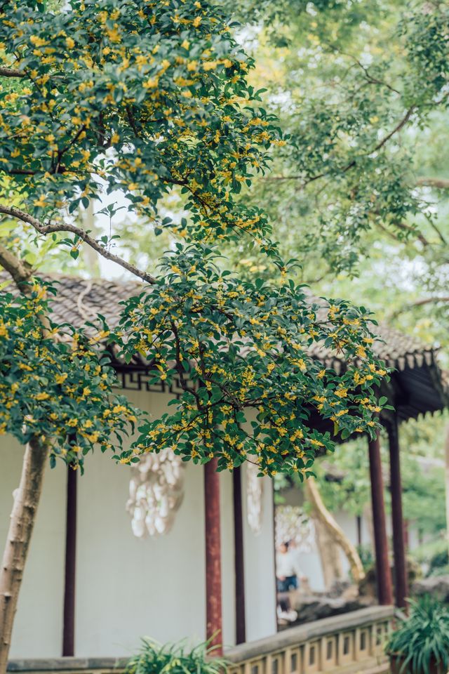 降溫了！我開始期待滄浪亭的桂花花窗……