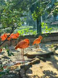 濟南動物園新晉頂流！2個月的小象寶寶必看，治癒一切不開心！