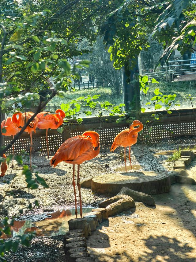 濟南動物園新晉頂流！2個月的小象寶寶必看，治癒一切不開心！