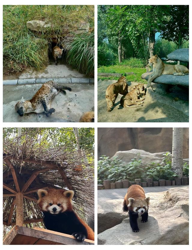 北京野生動物園超全攻略 北京野生動物園超全攻略