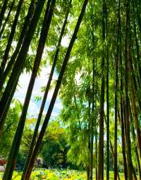 翠湖人好像會在某段時間瘋狂地迷戀上藍天白雲和綠樹