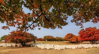 The Zhalute Red Leaf Viewing Season Has Arrived