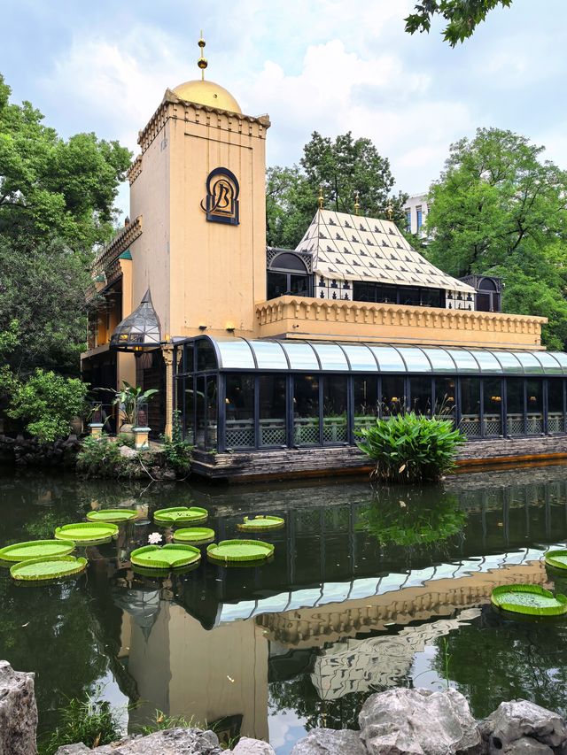 人民公園最後一群睡蓮！天氣好冷植物都撐不住了