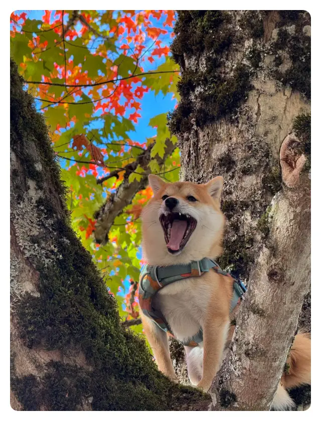 My secret autumn in Seattle, wanting to swap it for the autumn colors in your photo album