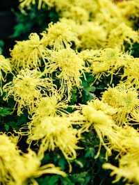 來武漢江灘賞菊吧