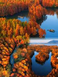 尚湖秋景圖鑑：湖岸染金，秋陽正好