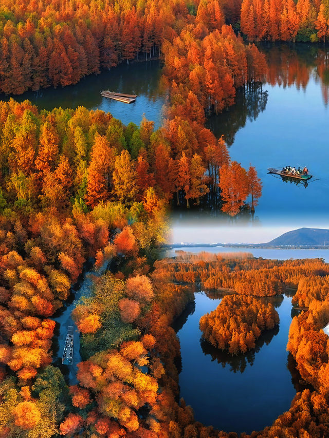 尚湖秋景圖鑑：湖岸染金，秋陽正好