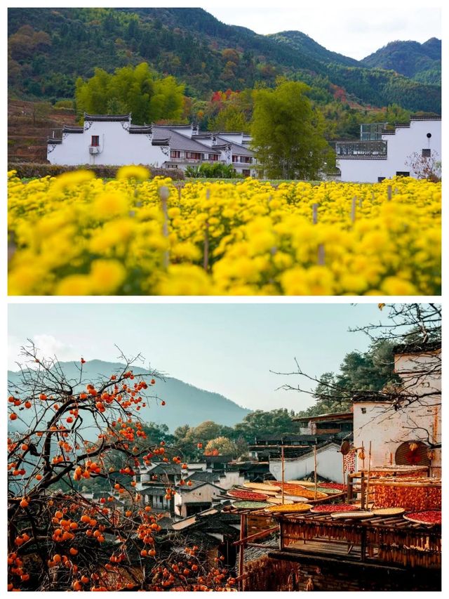 篁嶺曬秋濃，古城煙火暖