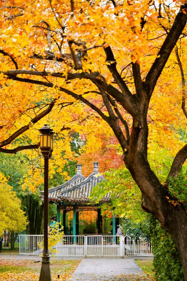 帝都秋色必打卡地