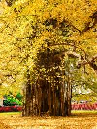 西安古觀音禪寺，銀杏天花板！
